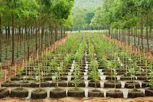 A row of newly planted trees between existing trees